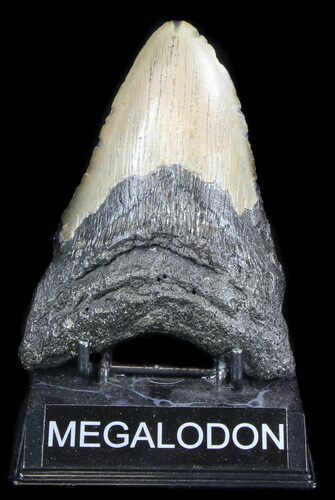 Bargain, Megalodon Tooth - North Carolina #36259